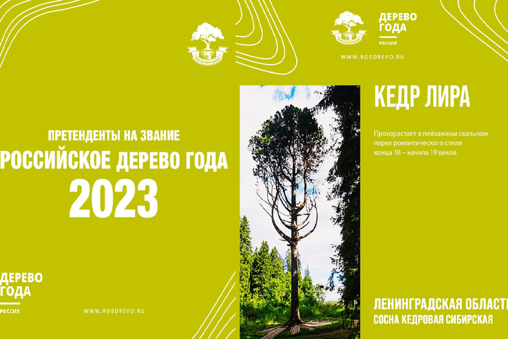 Претендент Ленинградской области на звание «Российское дерево года – 2023»